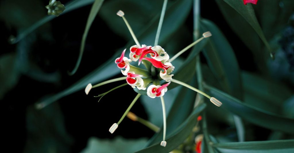 Researchers pinpoint new cardiovascular risk factor, suggest potential treatment