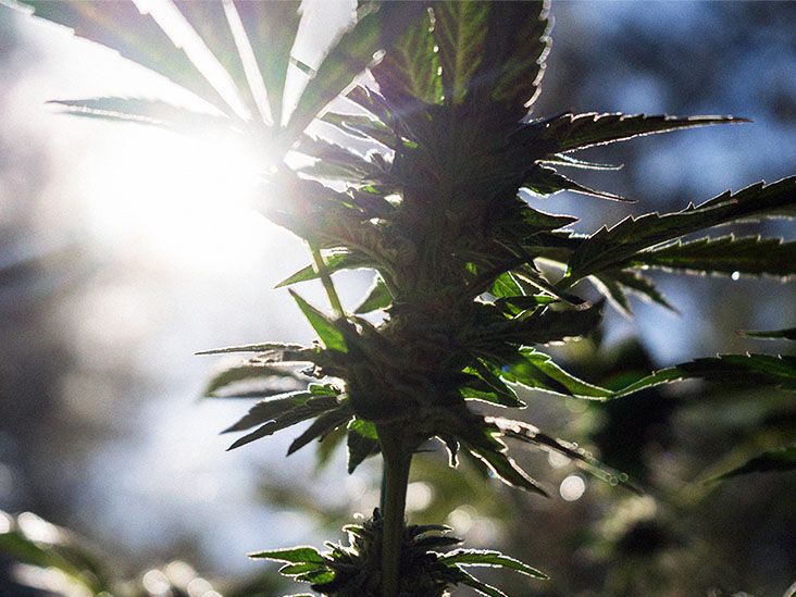 Cannabis pill may reduce agitation in people with Alzheimer's disease