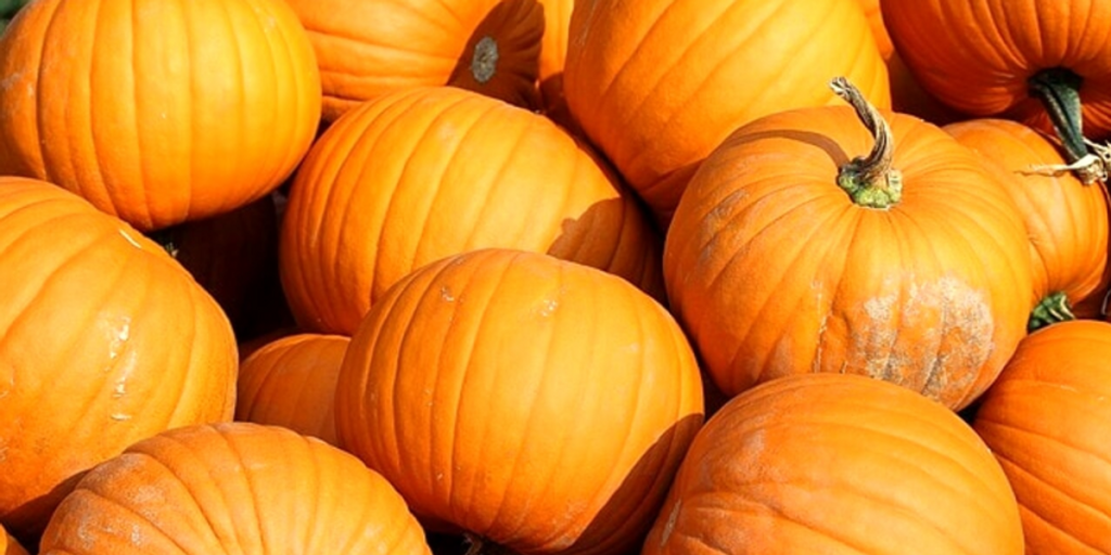 Bitter Halloween for Italian pumpkins: production down by 25% and imports up by 38%