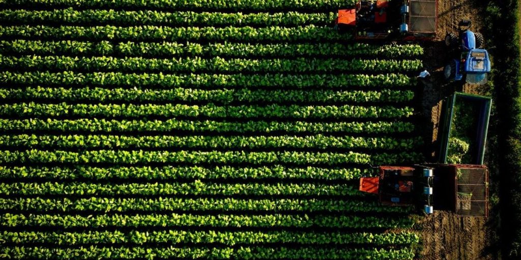 Tobacco, Philip Morris will invest up to one billion in Italy over 10 years