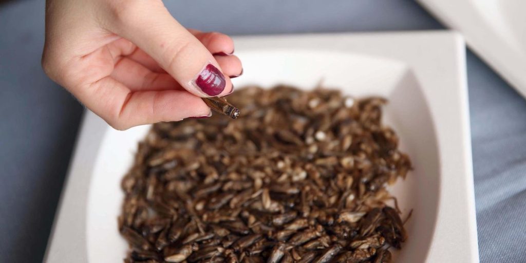 Insects on the plate? No thank you. The import in Italy collapses by 30% in 2024
