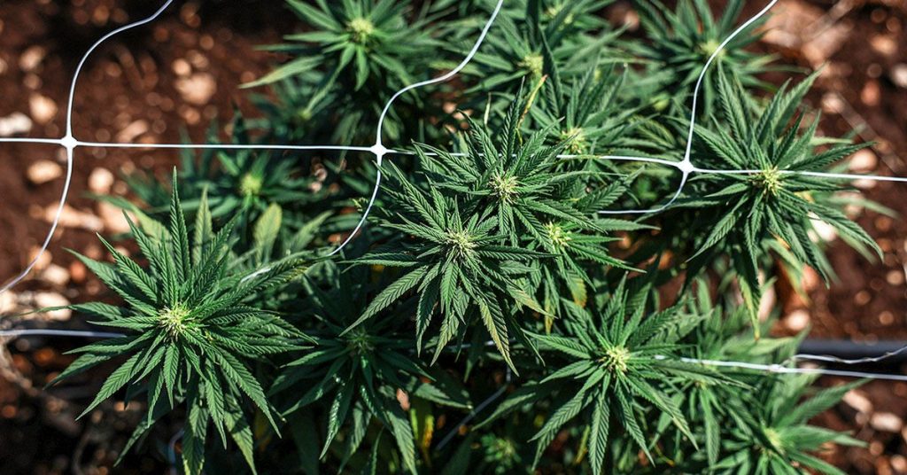 Can Cannabis AFFECT MEMORY? Largest Study Yet Research