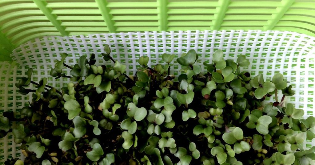 Could a Broccoli Sprout Compound Lower Blood Sugar?