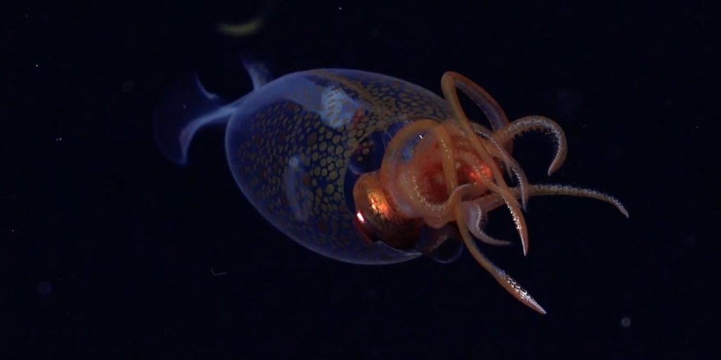 Colossal squid, the first video in the world of a live specimen