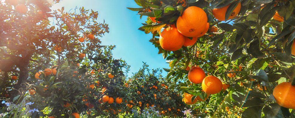Se arriva la Xylella delle arance