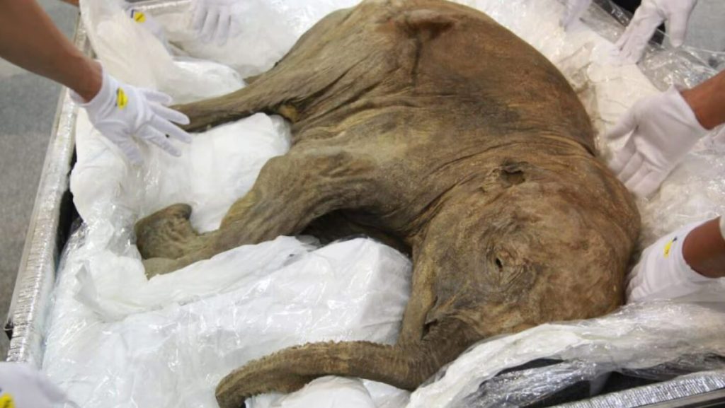 Il cucciolo di mammut Yana, ritrovato in Russia, ha 50mila anni
