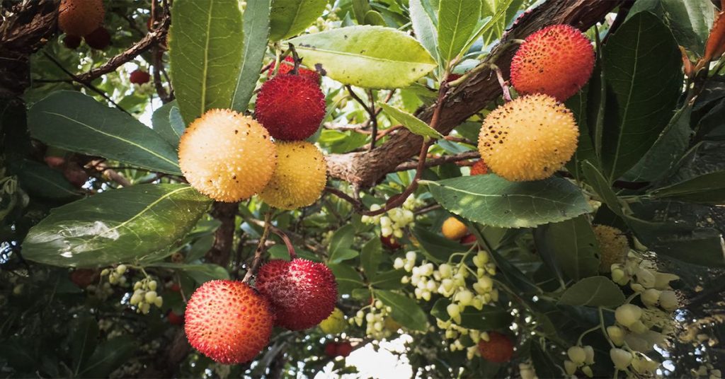 COULD A MEDITERRANAN PLANT EXTRACT HELP TREAT IBD?