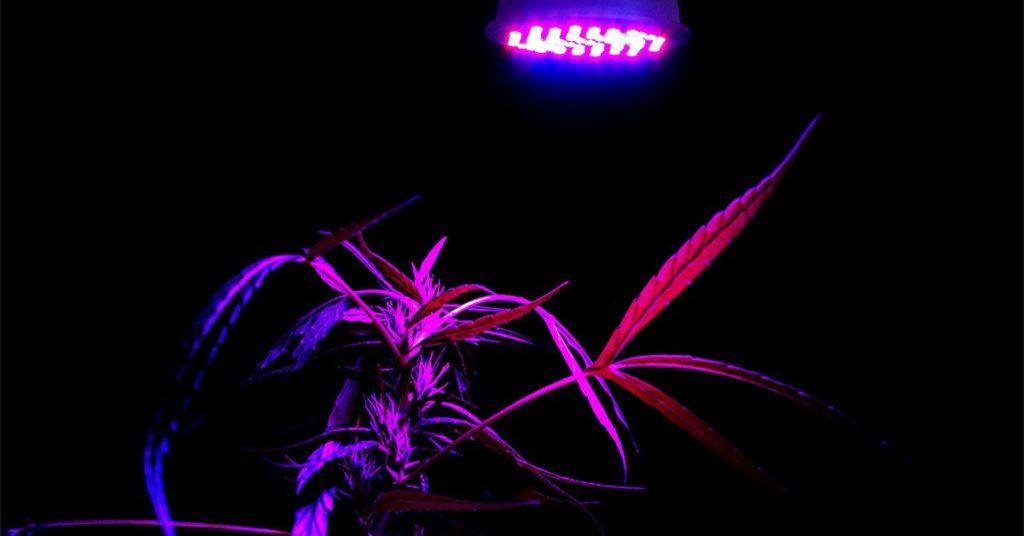 Heavy Cannabis Use Could Increase Dementia Risk by 72%