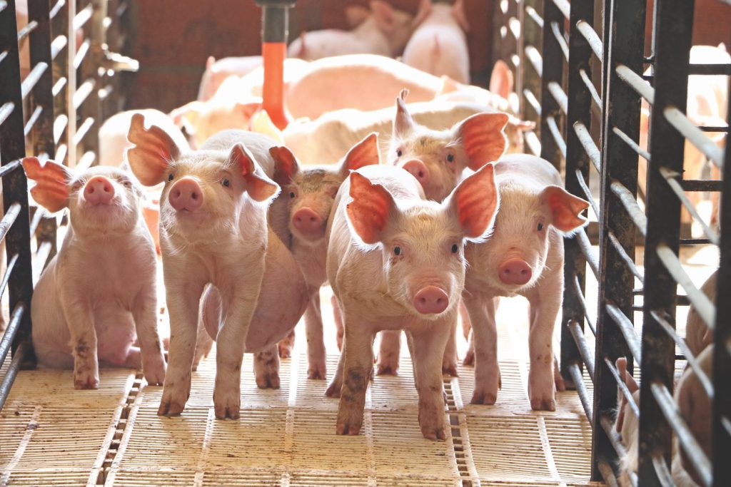 Organi “su misura” dagli animali: la promessa (e i dilemmi) dei trapianti 2.0