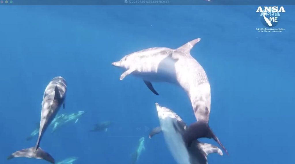 70 dolphins with puppies sighted
