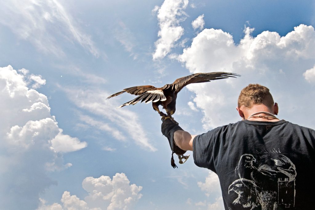 Passione rapace: falchi, gufi e civette incantano sempre più italiani