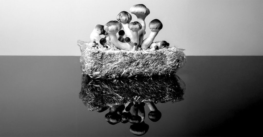 Slowing Aging: Psilocybin Helps Extend Life Span in Human Cells by Over 50%