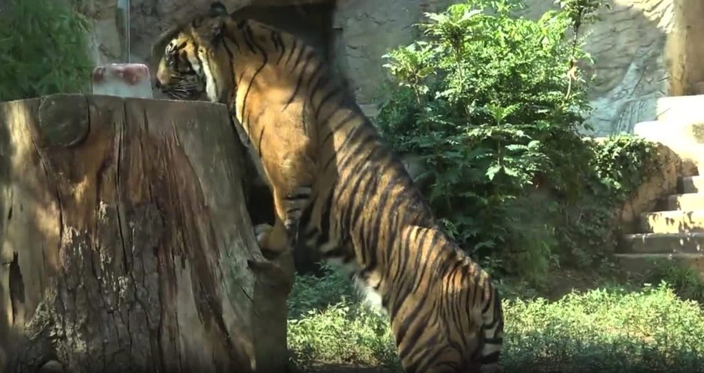 Against the super hot, iceboxes for animals at the bioparco in Rome