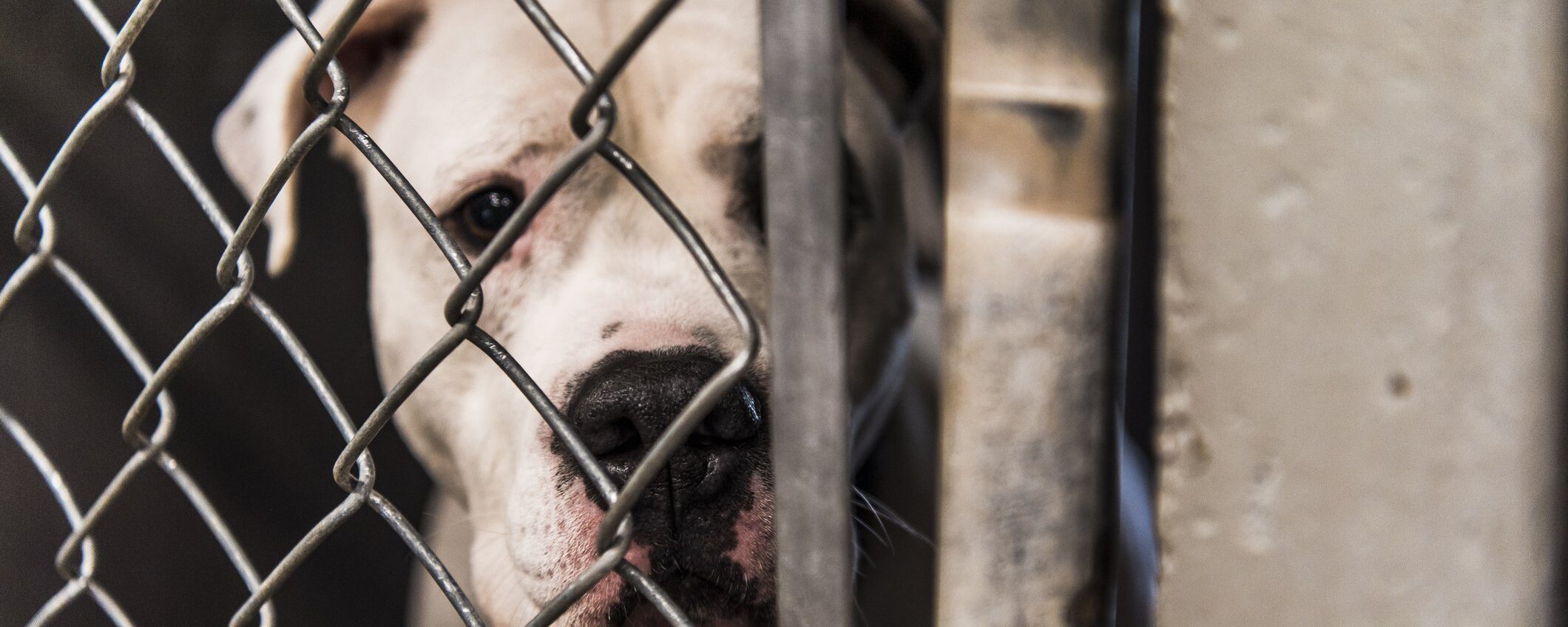 Cani pericolosi o padroni impreparati? Il vero senso del patentino obbligatorio