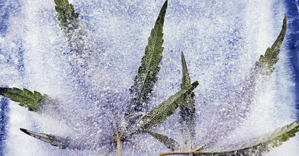 CBD may help treat and reduce inflammation in Alzheimer's disease