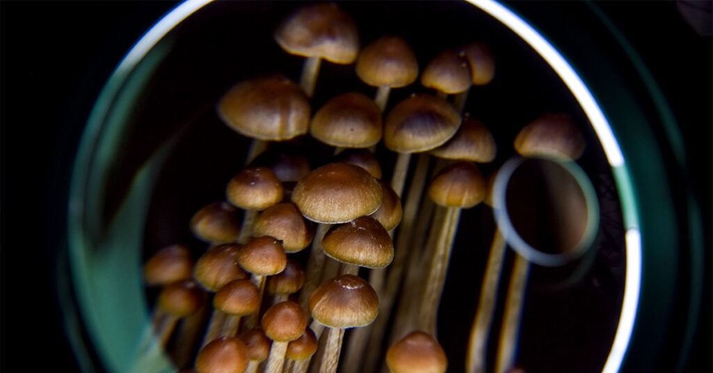 Psychedelics may 'rewire' brain to improve depression treatment: study