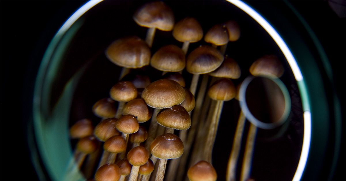 Psychedelics may 'rewire' brain to improve depression treatment: study