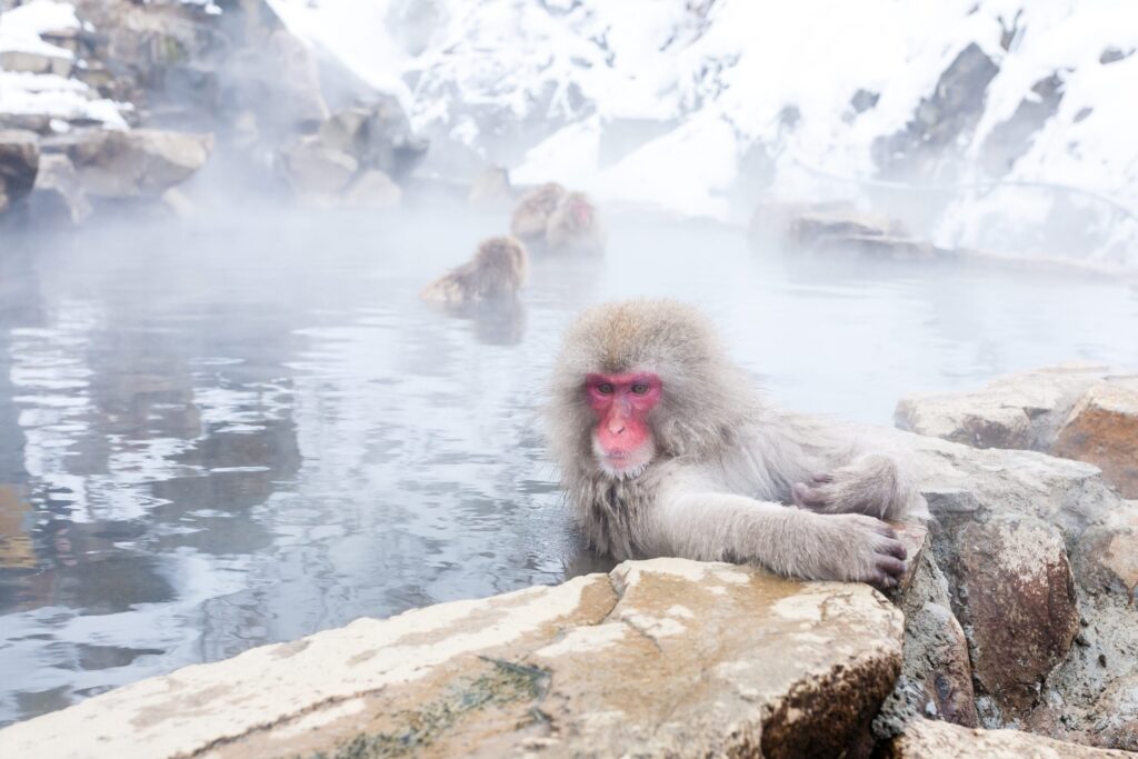 Giappone d’inverno: tra onsen, neve e villaggi illuminati, il viaggio più poetico dell’anno