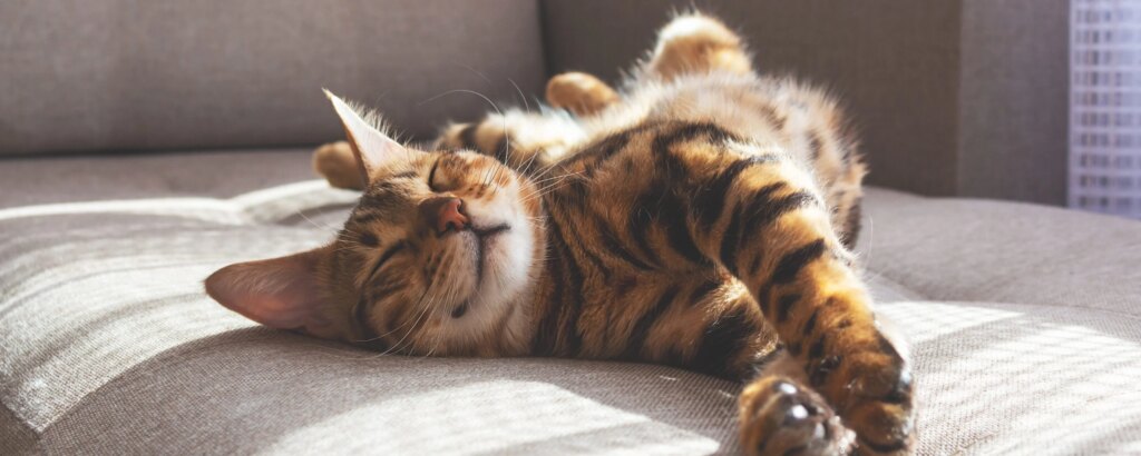 Pet economy: spesa record da 6,7 miliardi, +76% in dieci anni. Cresce più dei consumi delle famiglie