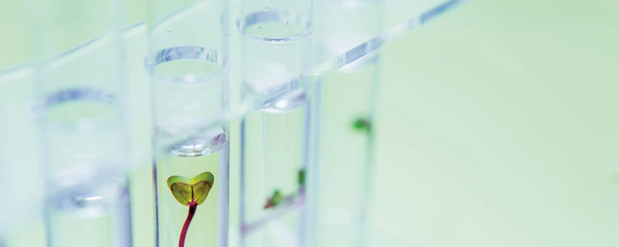 Natura «robotica»: il progetto delle piante che producono energia come pannelli solari (e mangiano lo smog)