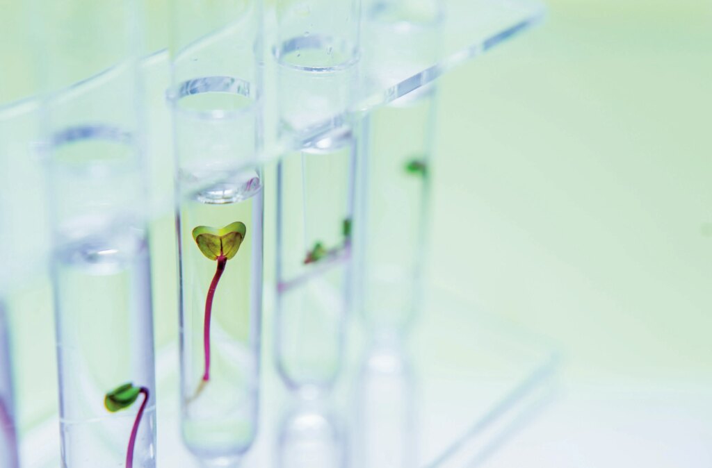 Da alberi a cyborg: la rivoluzione delle piante bioibride che producono energia (e crescono il 45% in più)