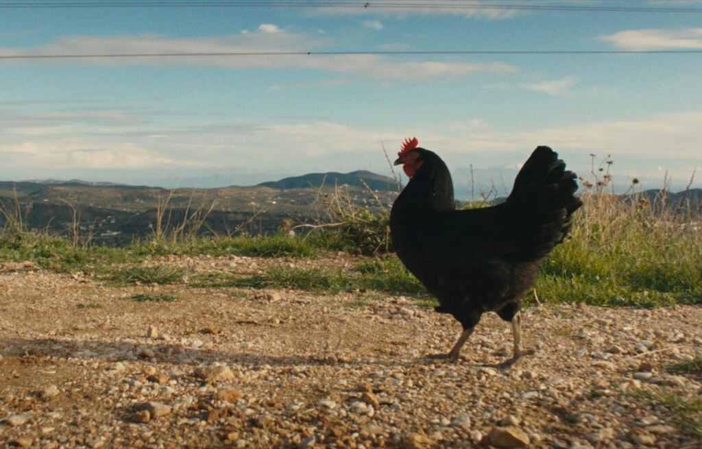 Hen – Storia di una gallina, al cinema una favola animale anticonvenzionale. La clip in esclusiva