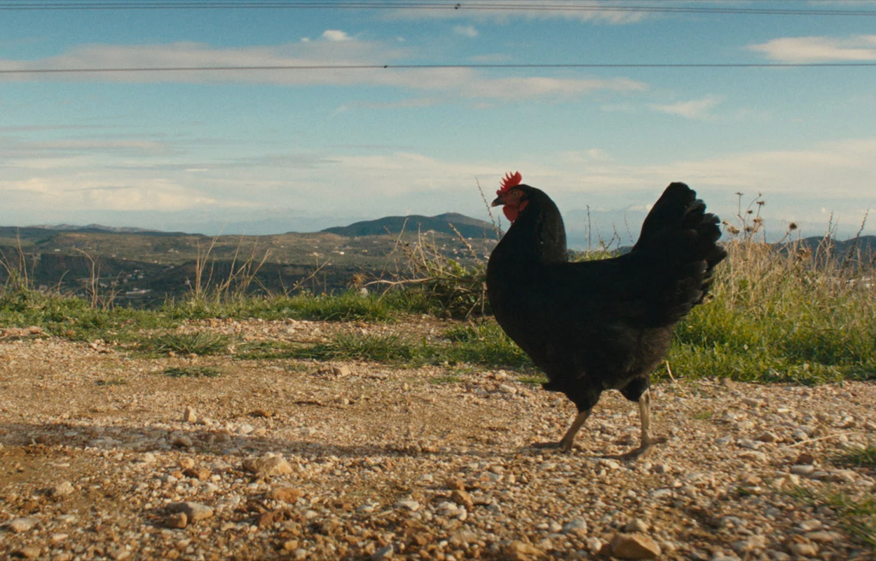 Hen – Storia di una gallina, al cinema una favola animale anticonvenzionale. La clip in esclusiva