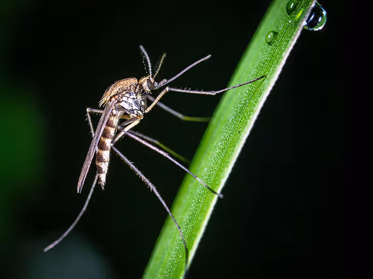 Close-up of a mosquito.