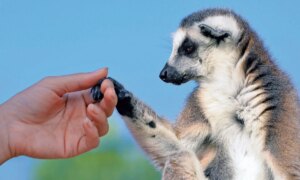 Zoo fai da te e acchiappa click. Ma a lo spettacolo da like fa soffrire gli amici animali