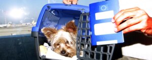 Viaggiare con gli animali in Europa, come cambiano le regole: microchip, vaccini e controlli più rigidi
