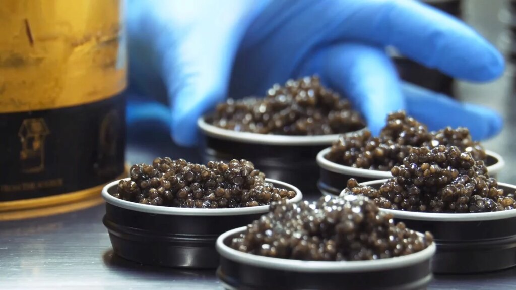 Calvisius, il caviale italiano sostenibile che ha conquistato il mondo