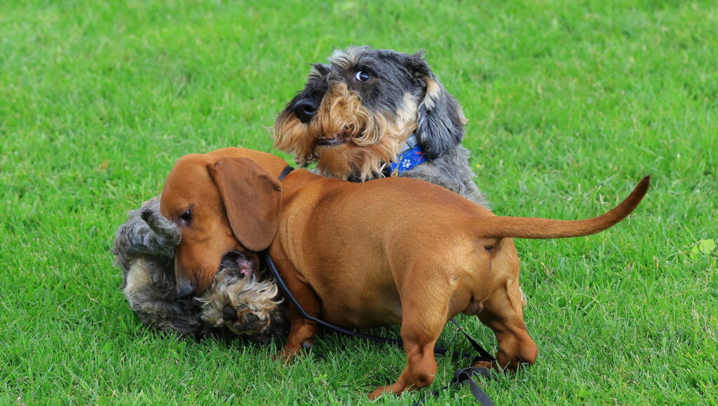 Dalla storia della cagnolina Greta nasce una startup per i proprietari di animali, nel boom della pet economy da 5,3 miliardi