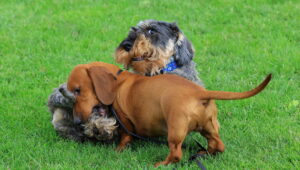 Dalla storia della cagnolina Greta nasce una startup per i proprietari di animali, nel boom della pet economy da 5,3 miliardi