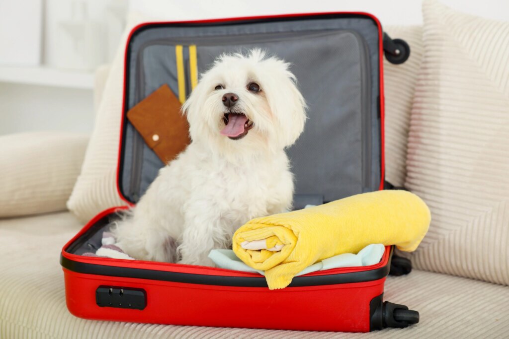 Animali domestici in viaggio, cambia il turismo: sempre più vacanze a quattro zampe