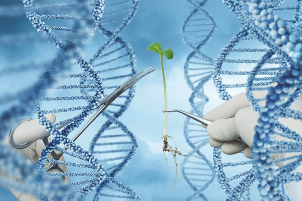Pomodori senz’acqua e grano anti-malattie: il cibo del futuro nasce nel Dna