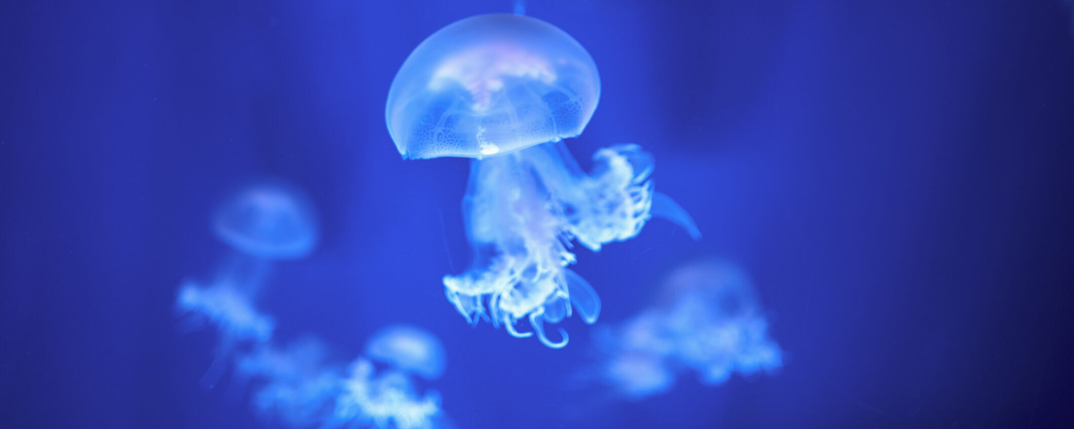 Meduse, addio alle punture. Arriva lo scudo elettronico che le blocca