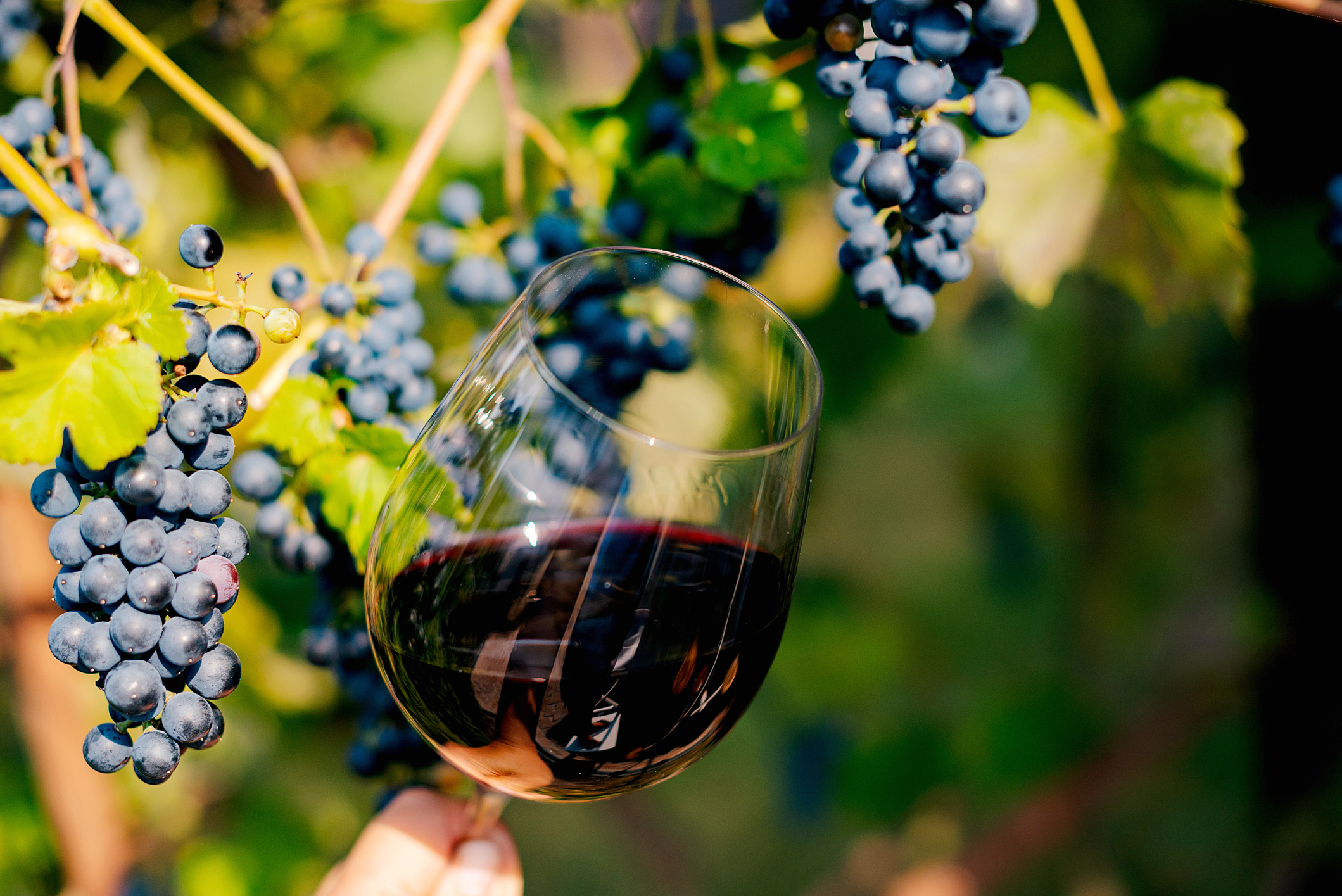 Oltrepò Pavese, 32 cantine e oltre 100 etichette: la rivoluzione del Pinot Nero tra calici e alta cucina