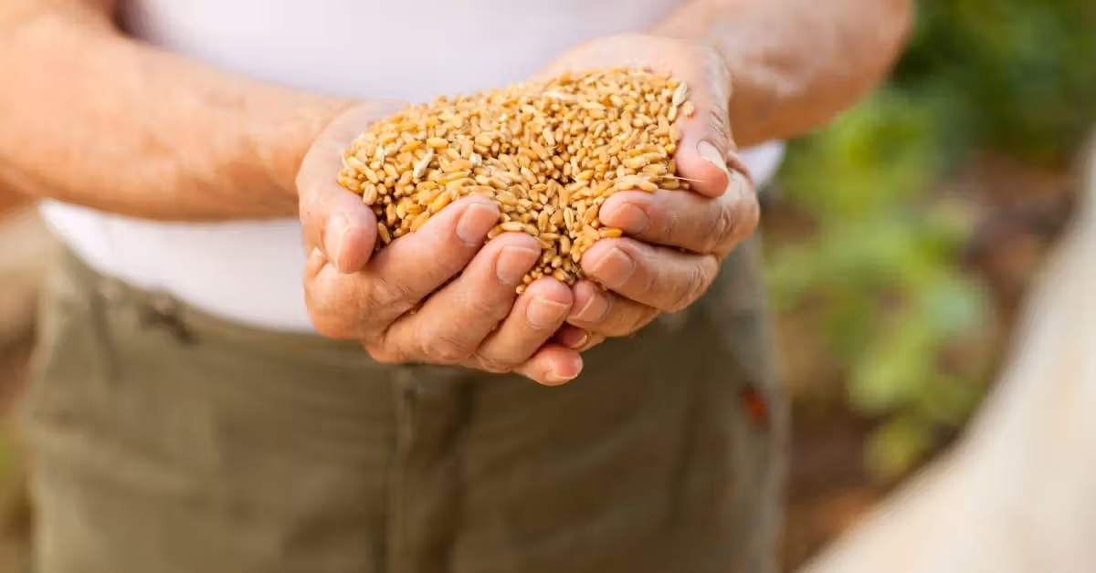 Daily whole grains could support heart health, weight loss