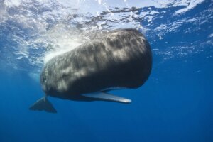 Ambra Grigia, “l’oro galleggiante” che nasce nell’intestino dei capodogli