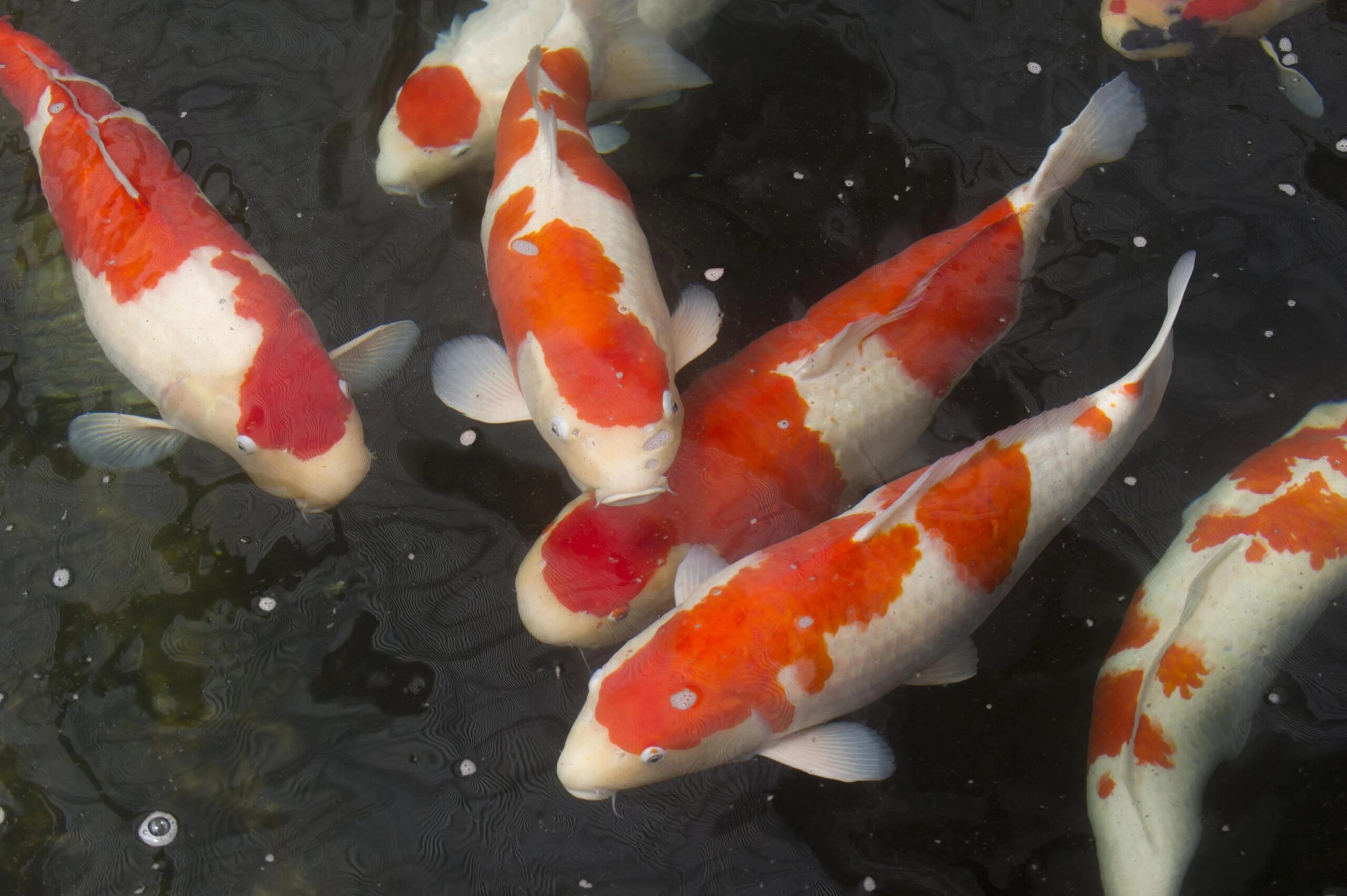 Carpa Koi, il pesce giapponese da oltre un milione e mezzo di dollari