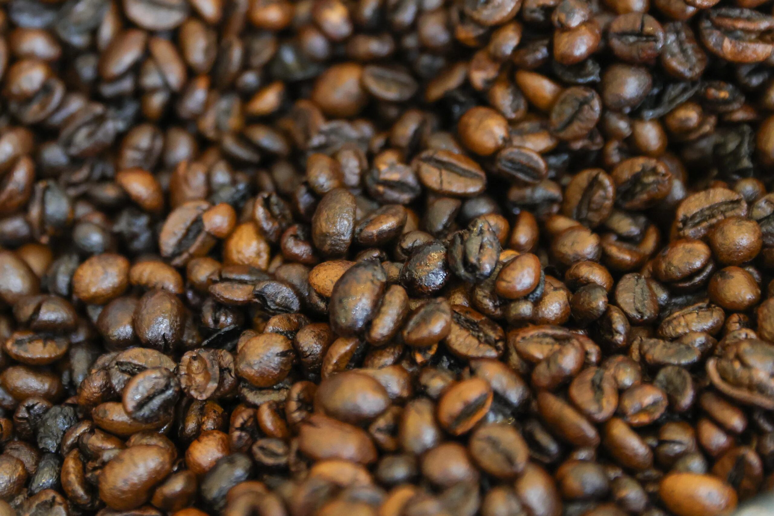 Poop coffee: il caffè di lusso che passa dall’intestino degli animali