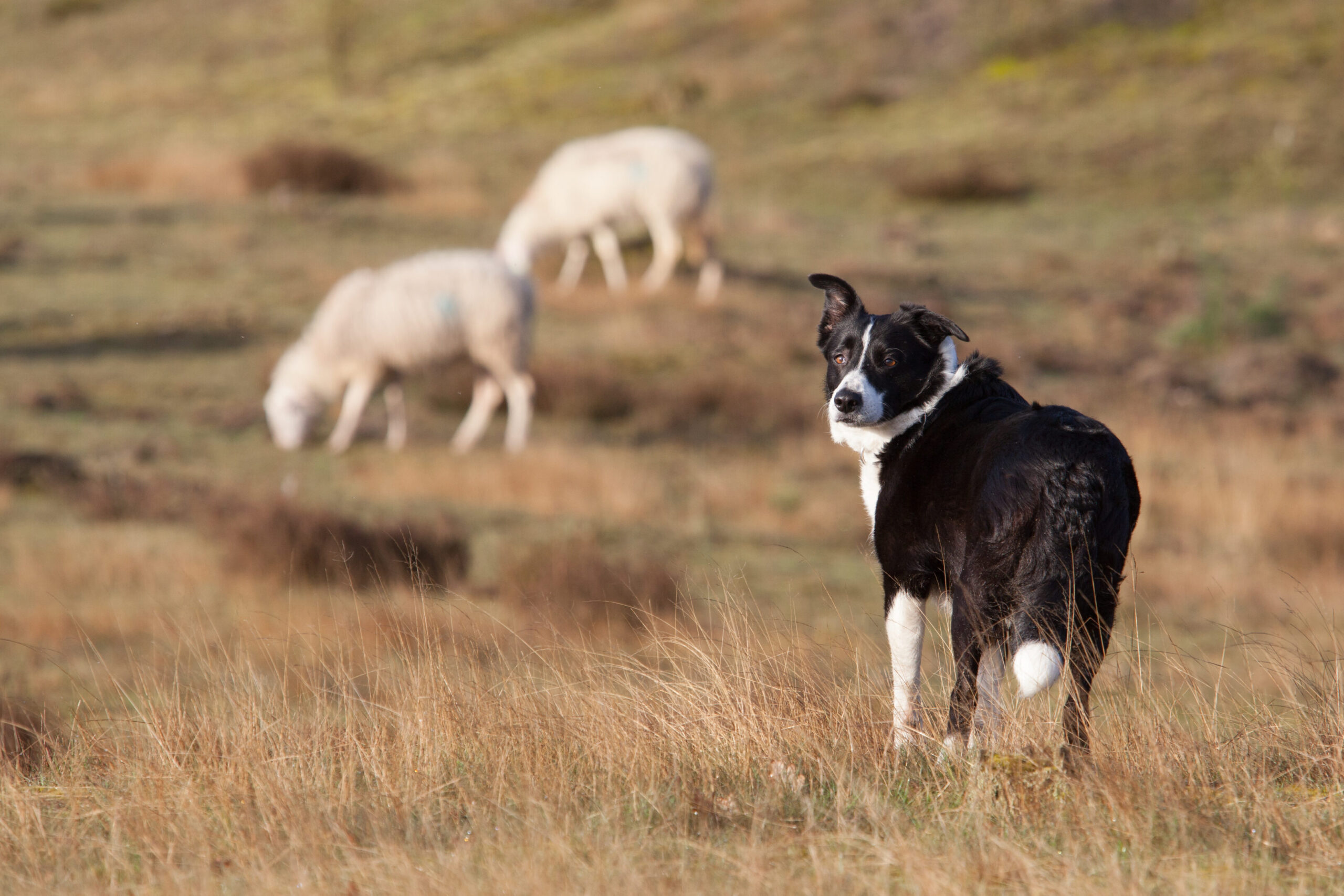 Il cane più costoso del mondo: perché un Border Collie può costare come una macchina