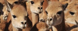 Lana vigogna, il tessuto più prezioso del mondo viene dalle Ande
